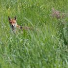 "Rotfuchs auf Tour im hohen Gras 2024"