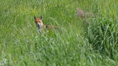 "Rotfuchs auf Tour im hohen Gras 2024"