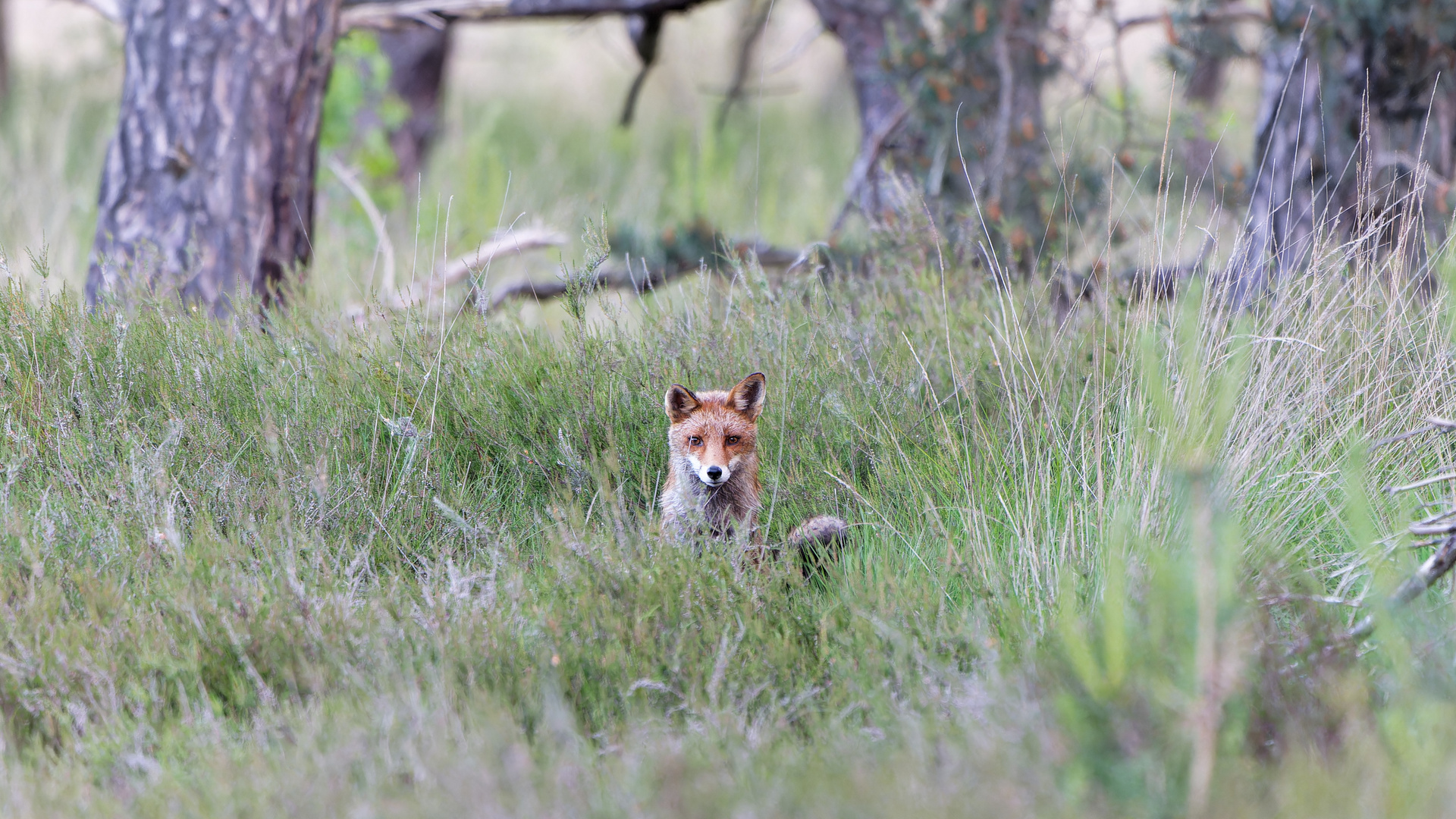 Rotfuchs aus den Maasduinen