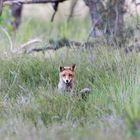 Rotfuchs aus den Maasduinen