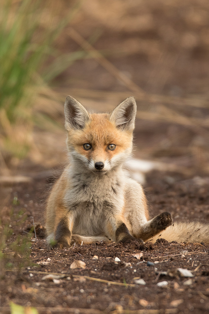 Rotfuchs Foto & Bild | tiere, fotos, natur Bilder auf fotocommunity