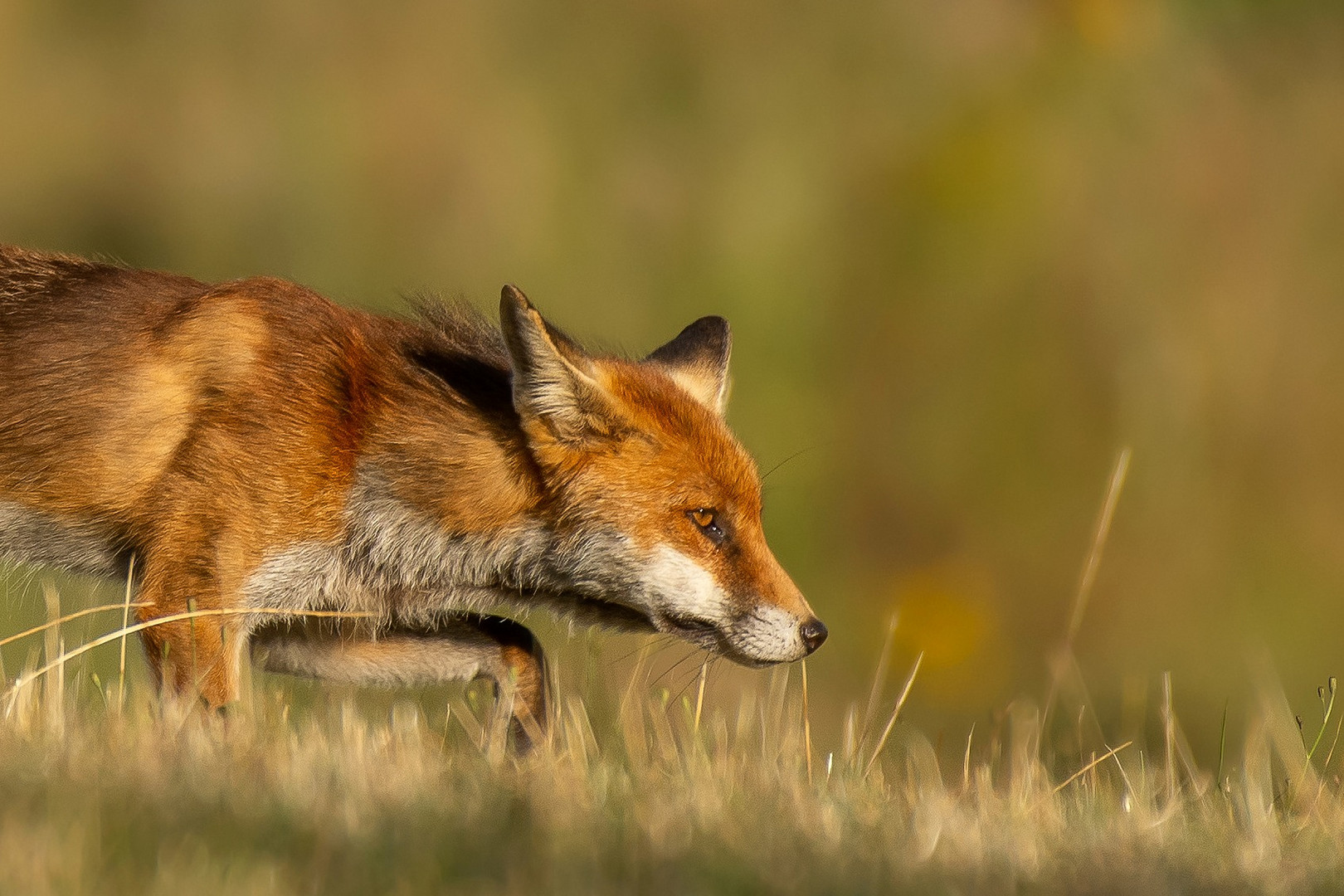 Rotfuchs bei der Mäusepirsch