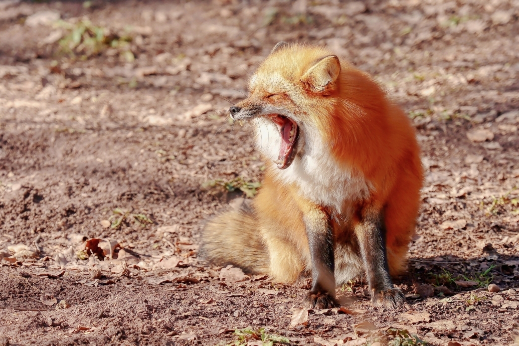 Rotfuchs beim Gähnen ...