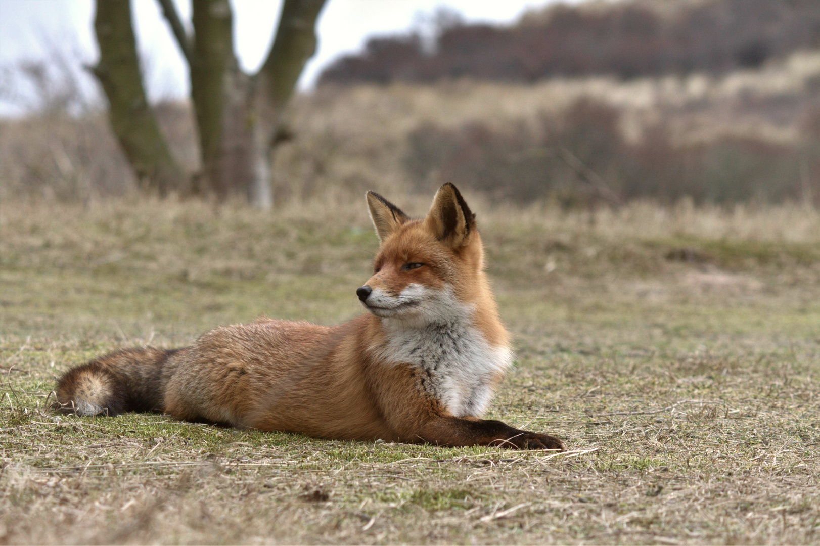 Rotfuchs Chilltime