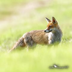 Rotfuchs