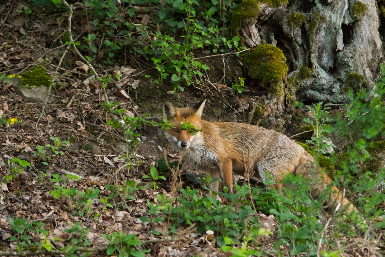 Rotfuchs   du siehst mich nicht