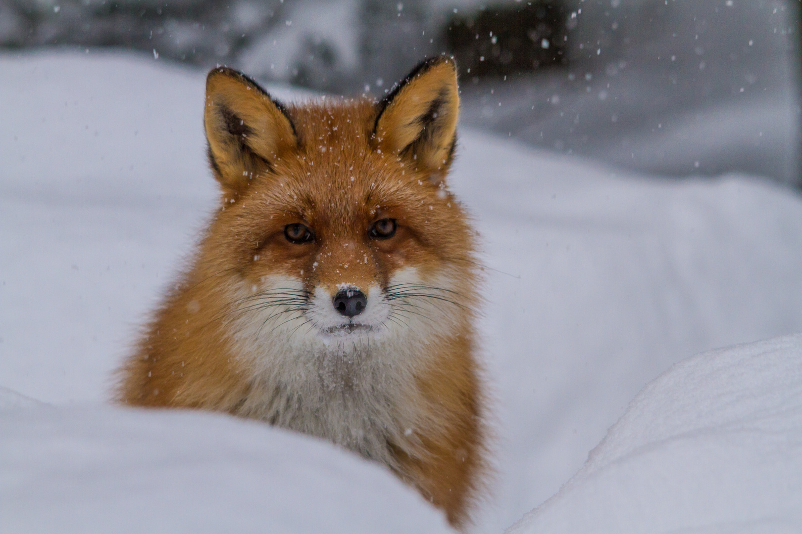 Rotfuchs: Ein Wintermärchen