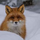 Rotfuchs: Ein Wintermärchen