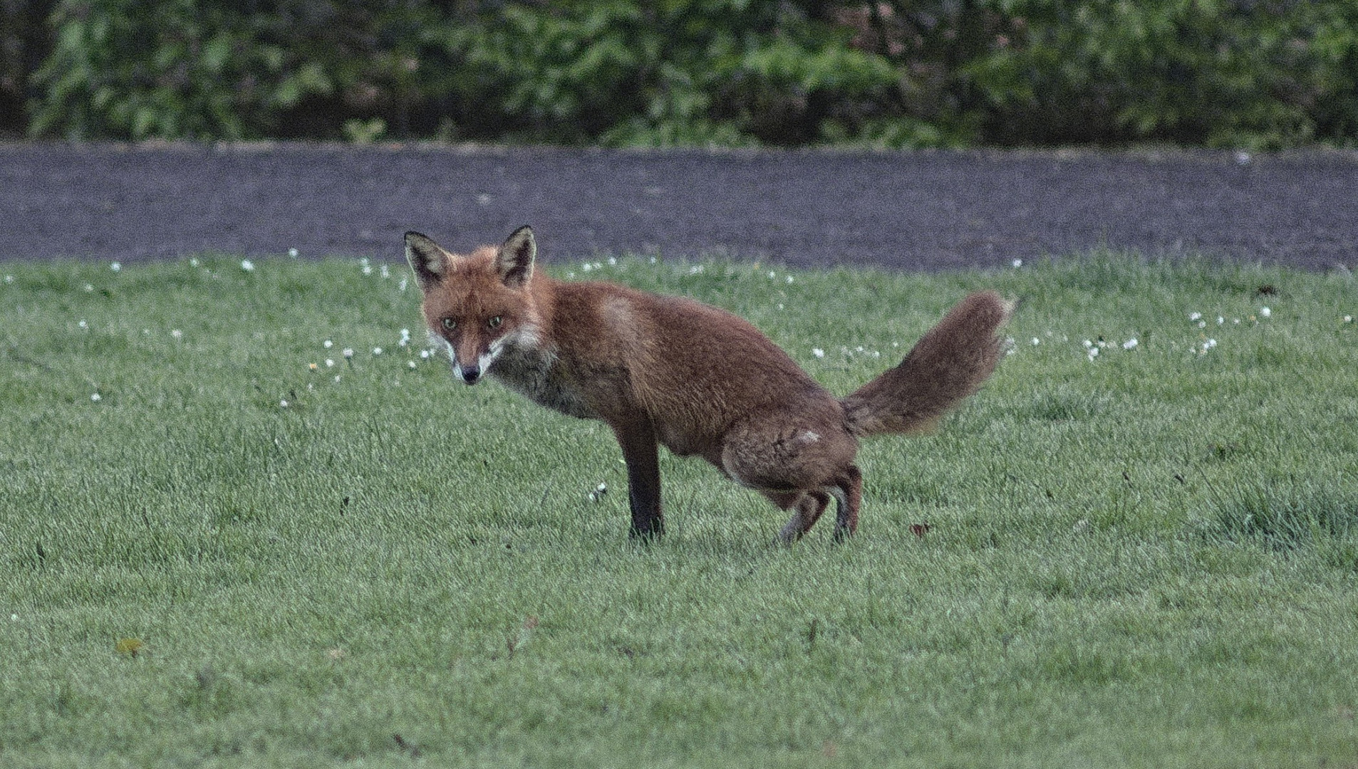 Rotfuchs Fähe