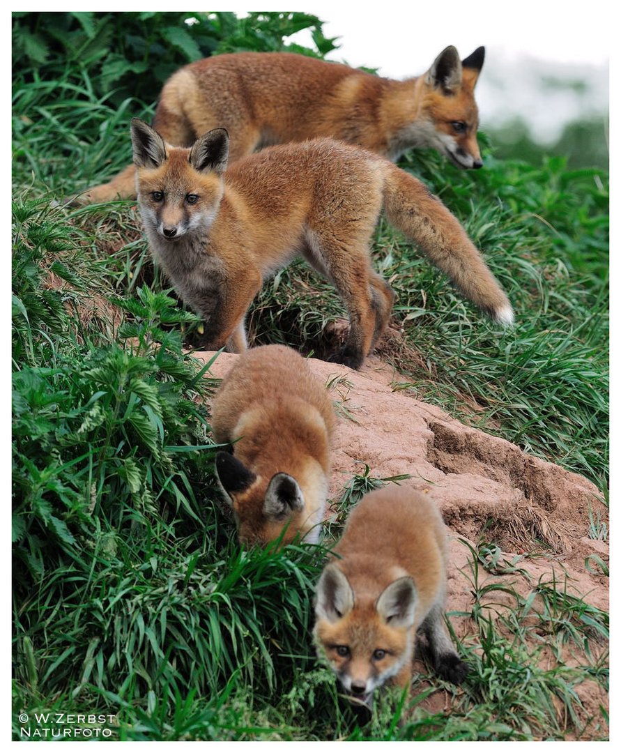 - Rotfuchs Familie - ( Vulpes vulpes )