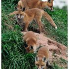 - Rotfuchs Familie - ( Vulpes vulpes )