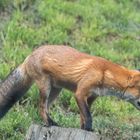 Rotfuchs  Fox