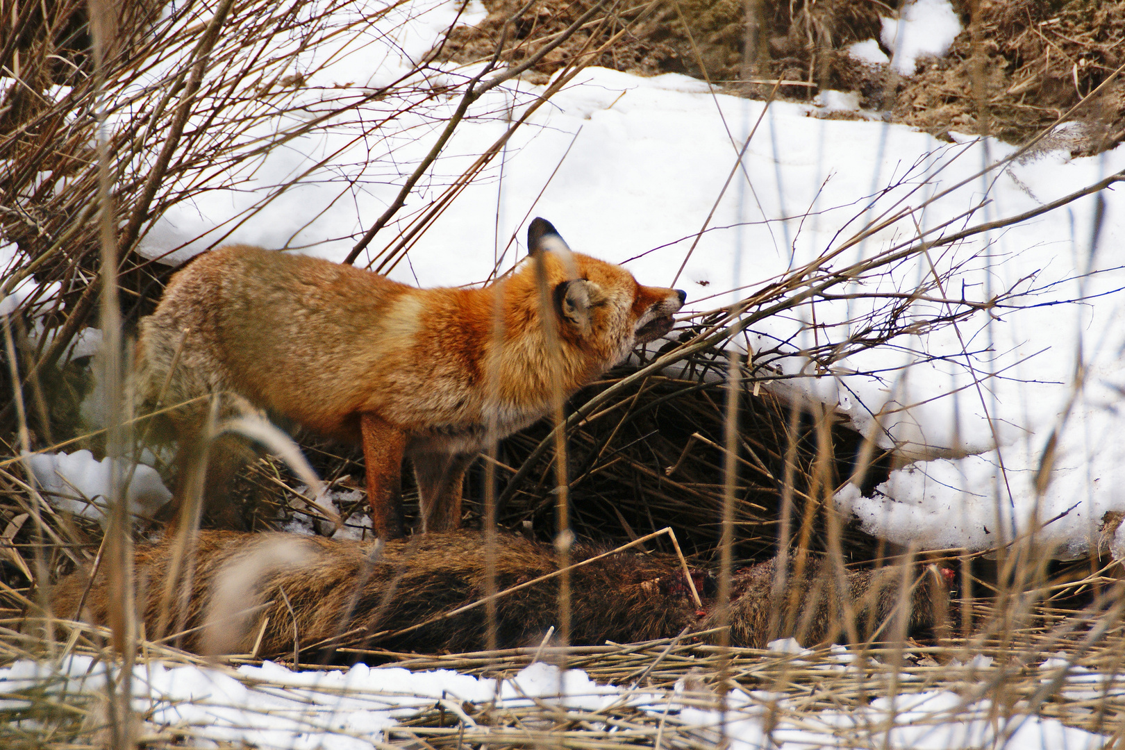 Rotfuchs fressend an einem Toten Wildschwein