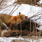 Rotfuchs fressend an einem Toten Wildschwein