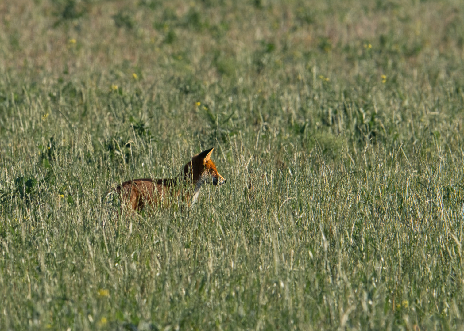 Rotfuchs genießt die Sonne