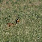 Rotfuchs genießt die Sonne