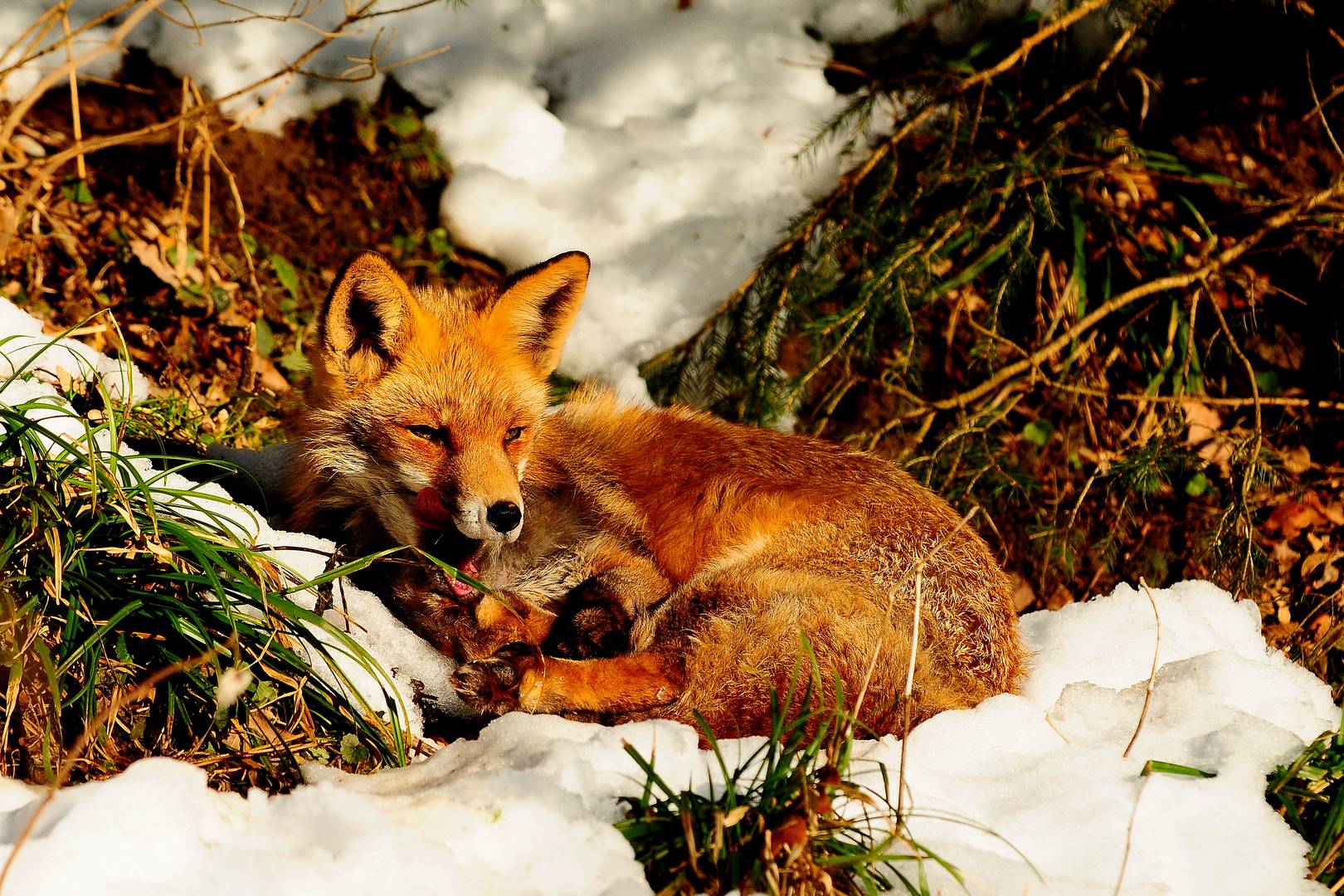 Rotfuchs genießt die winterlichen Sonnenstrahlen im Schnee