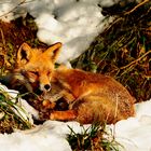 Rotfuchs genießt die winterlichen Sonnenstrahlen im Schnee