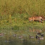 Rotfuchs: Gut beleuchtet ohne Jagderfolg 01