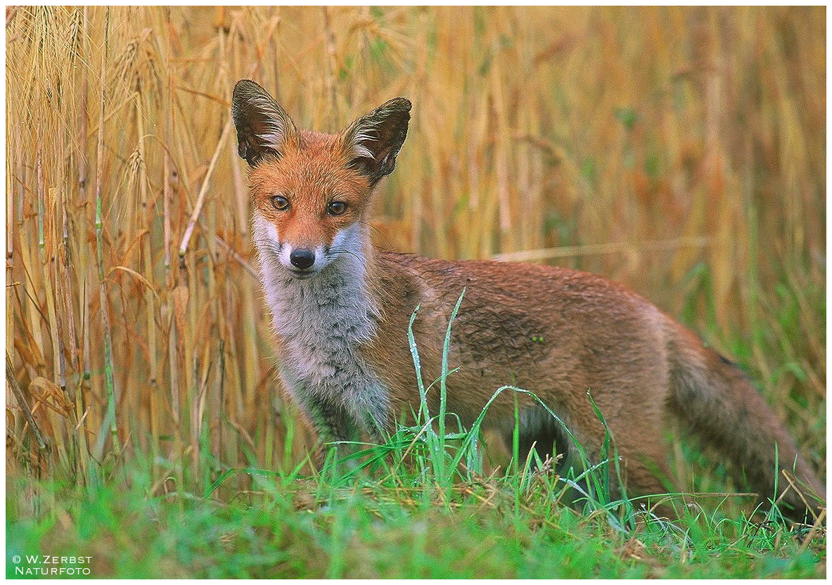 - Rotfuchs - Halbstarker - ( Vulpes vulpes )