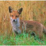 - Rotfuchs - Halbstarker - ( Vulpes vulpes )