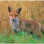 - Rotfuchs - Halbstarker - ( Vulpes vulpes )