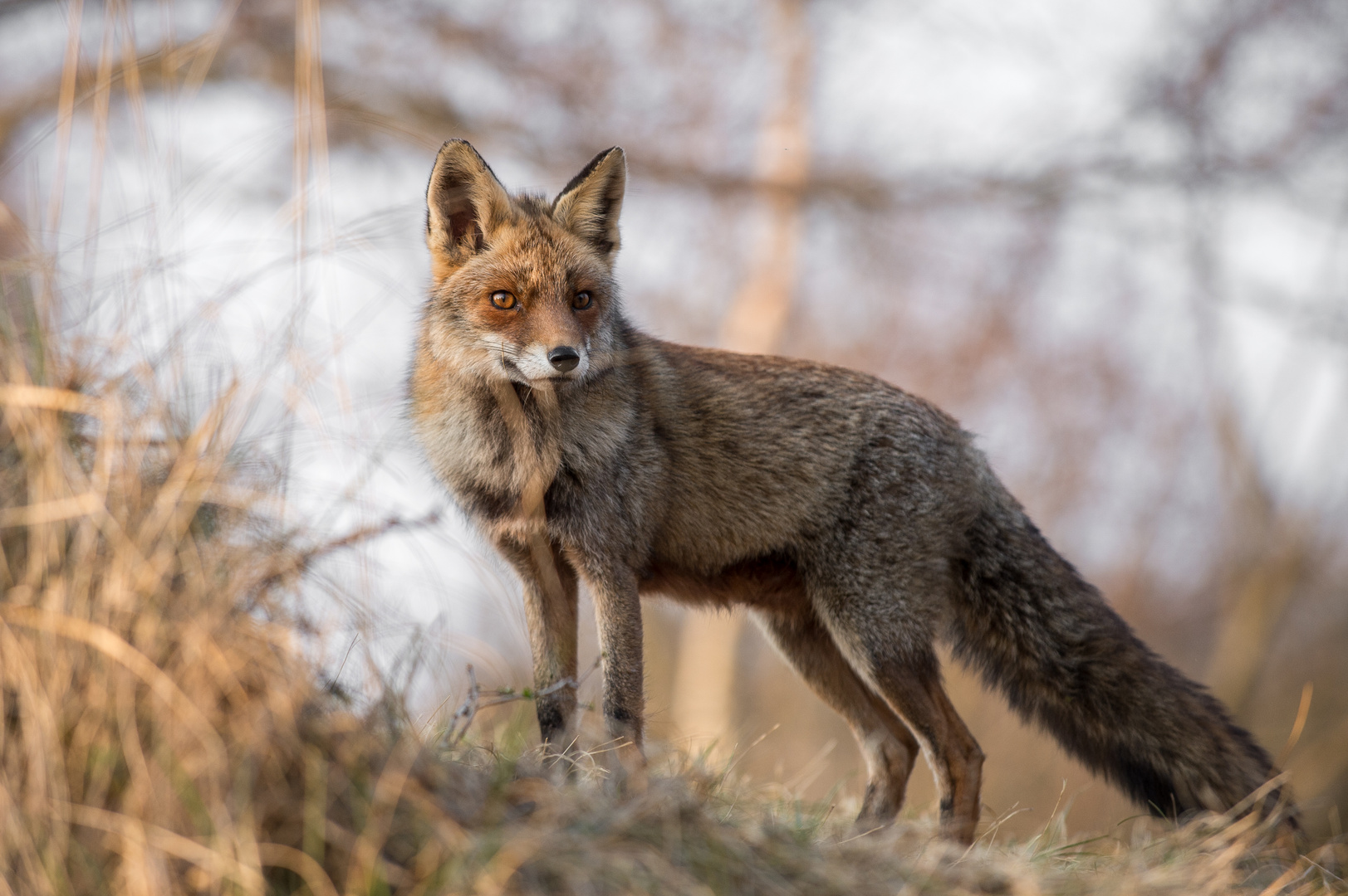 Rotfuchs hat alles im Blick