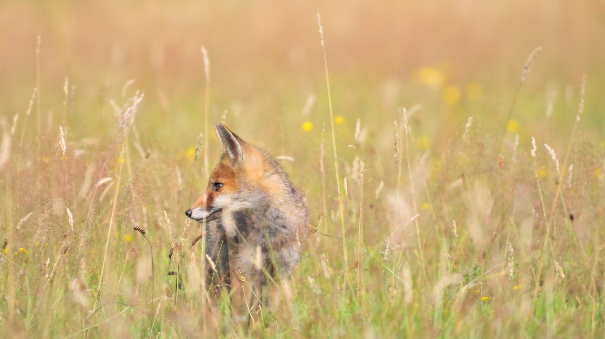 Rotfuchs II (Vulpes vulpes)