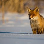 Rotfuchs im Abendlicht