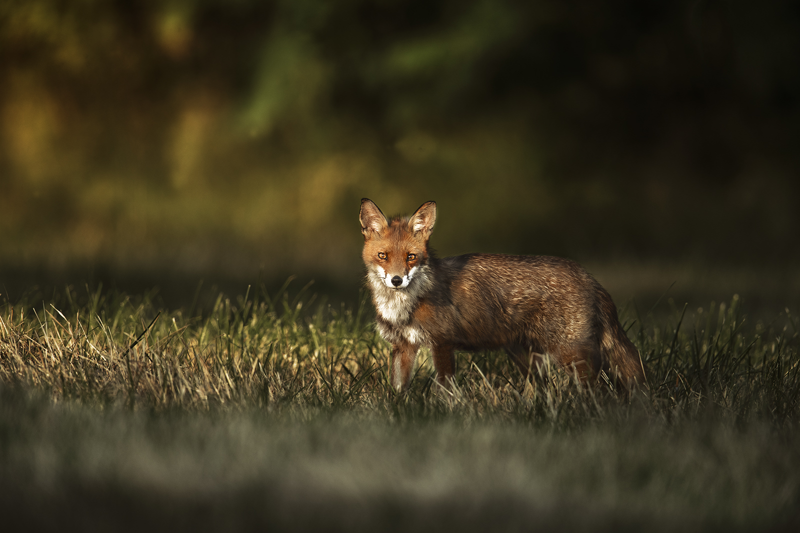 Rotfuchs im Abendlicht 