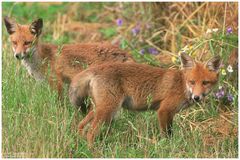 - Rotfuchs im Doppelpack - ( Vulpes vulpes )