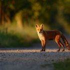 Rotfuchs im ersten Morgenlicht