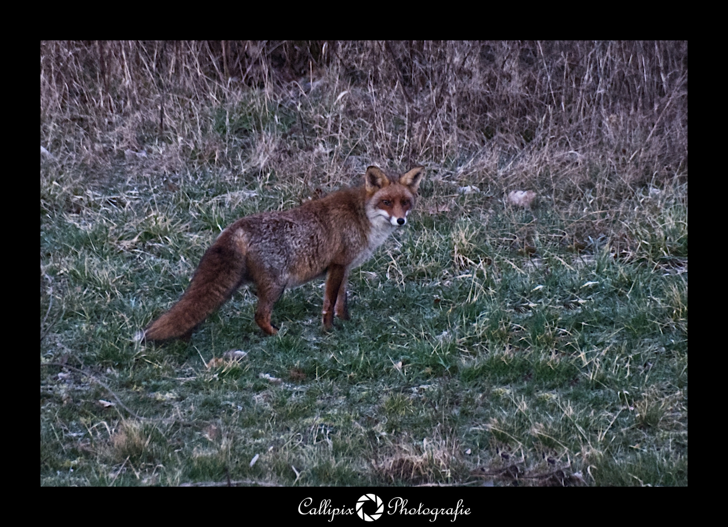 Rotfuchs im frühen Morgenlicht