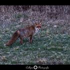 Rotfuchs im frühen Morgenlicht