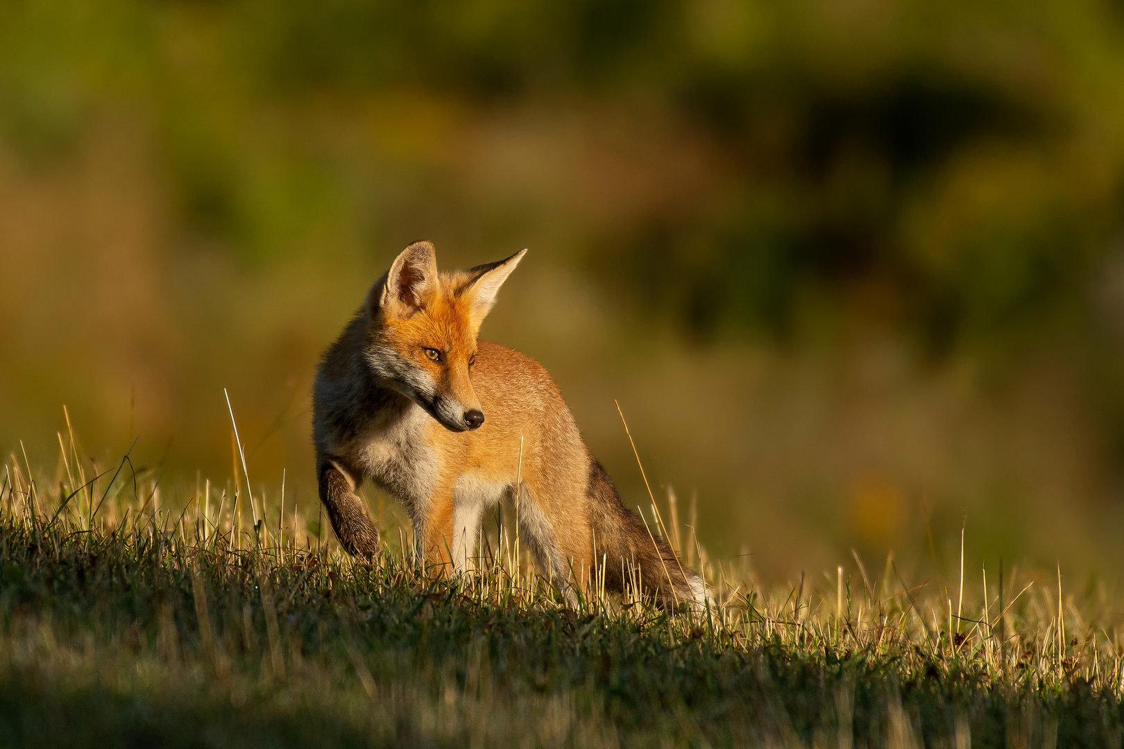 Rotfuchs im frühen Morgenlicht