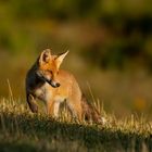 Rotfuchs im frühen Morgenlicht