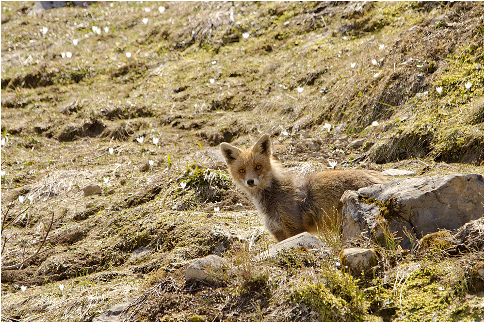 Rotfuchs im Gebirge