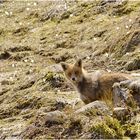 Rotfuchs im Gebirge