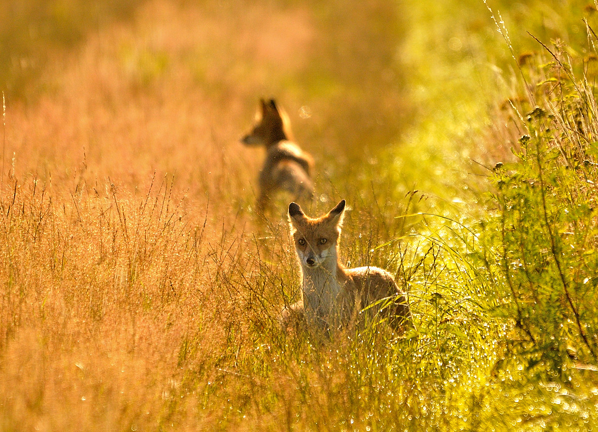 Rotfuchs im Gegenlicht