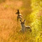 Rotfuchs im Gegenlicht