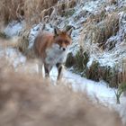 Rotfuchs im Graben