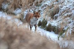 Rotfuchs im Graben