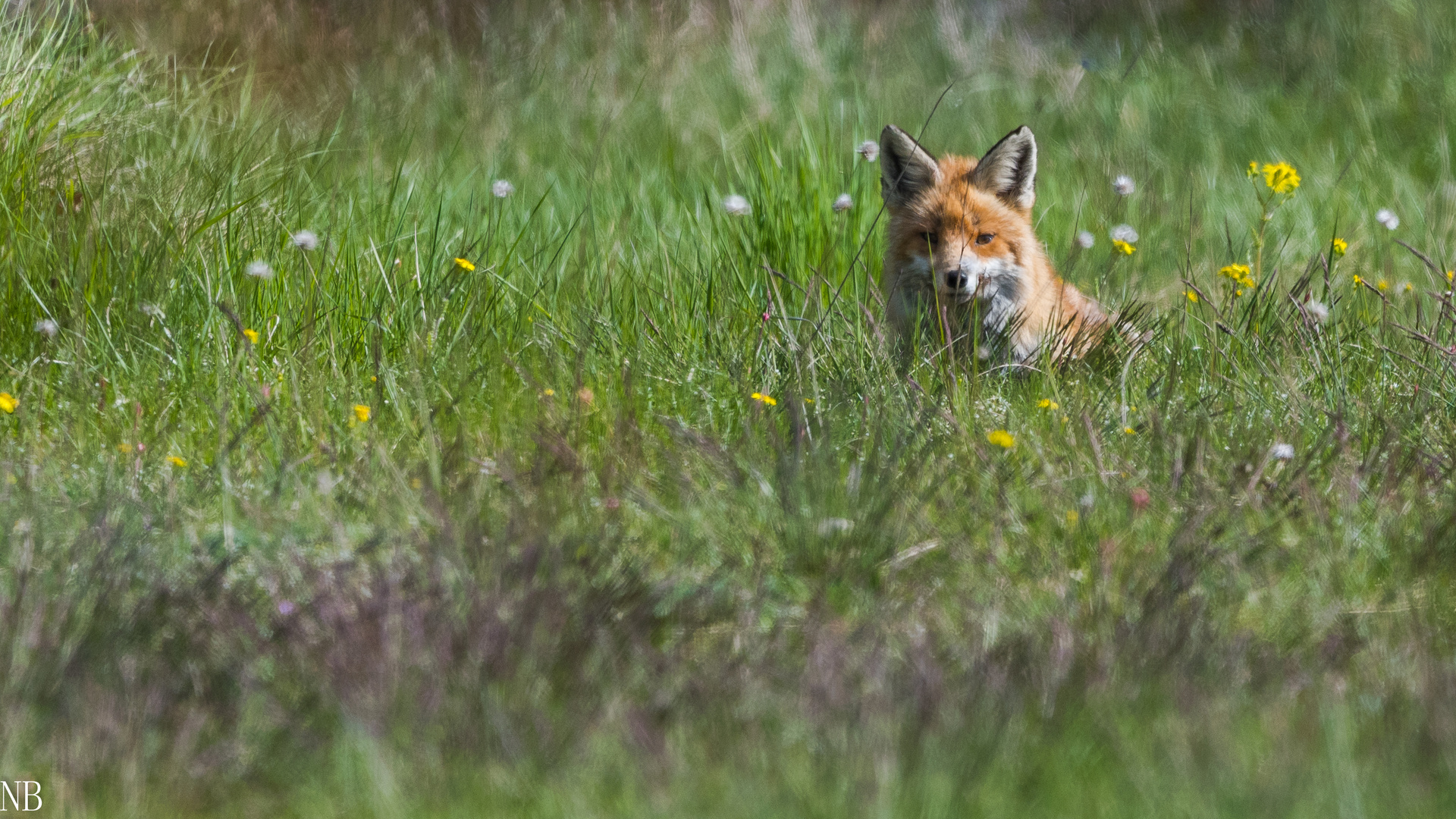 "Rotfuchs im Gras 2023"