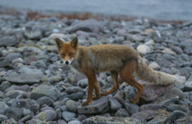 Rotfuchs im Haarwechsel