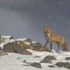 Rotfuchs im Nebel