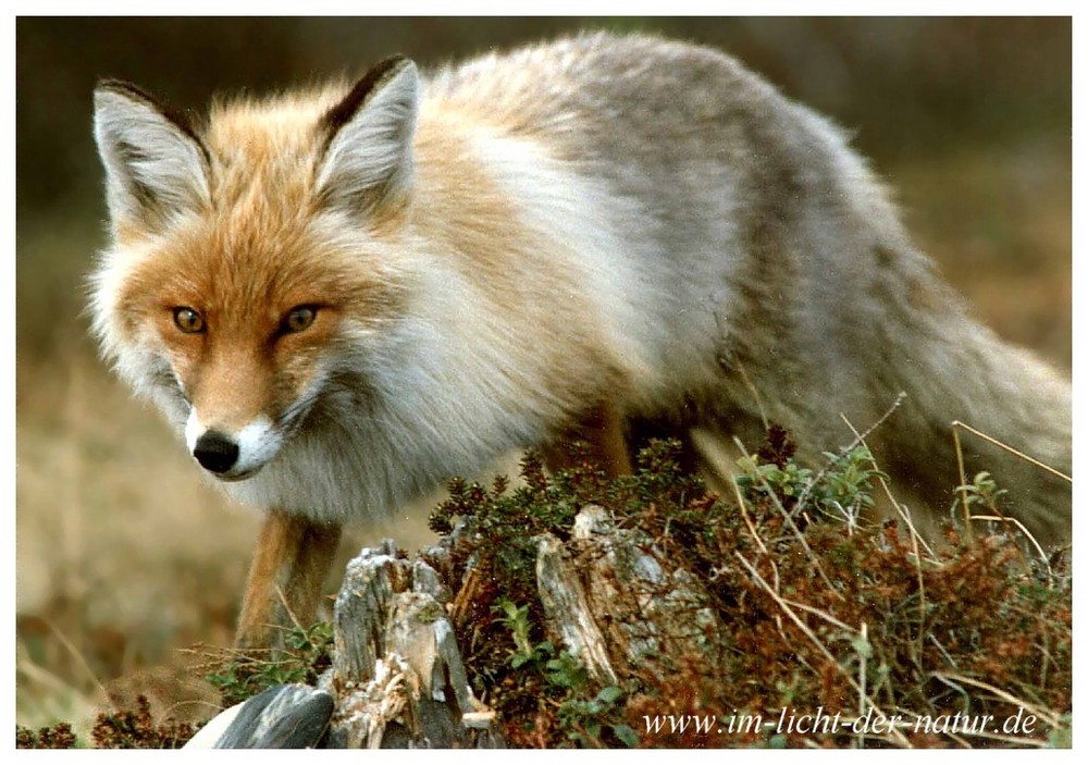 Rotfuchs im nordischen Winterkleid