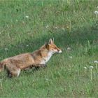 Rotfuchs im Sauerland