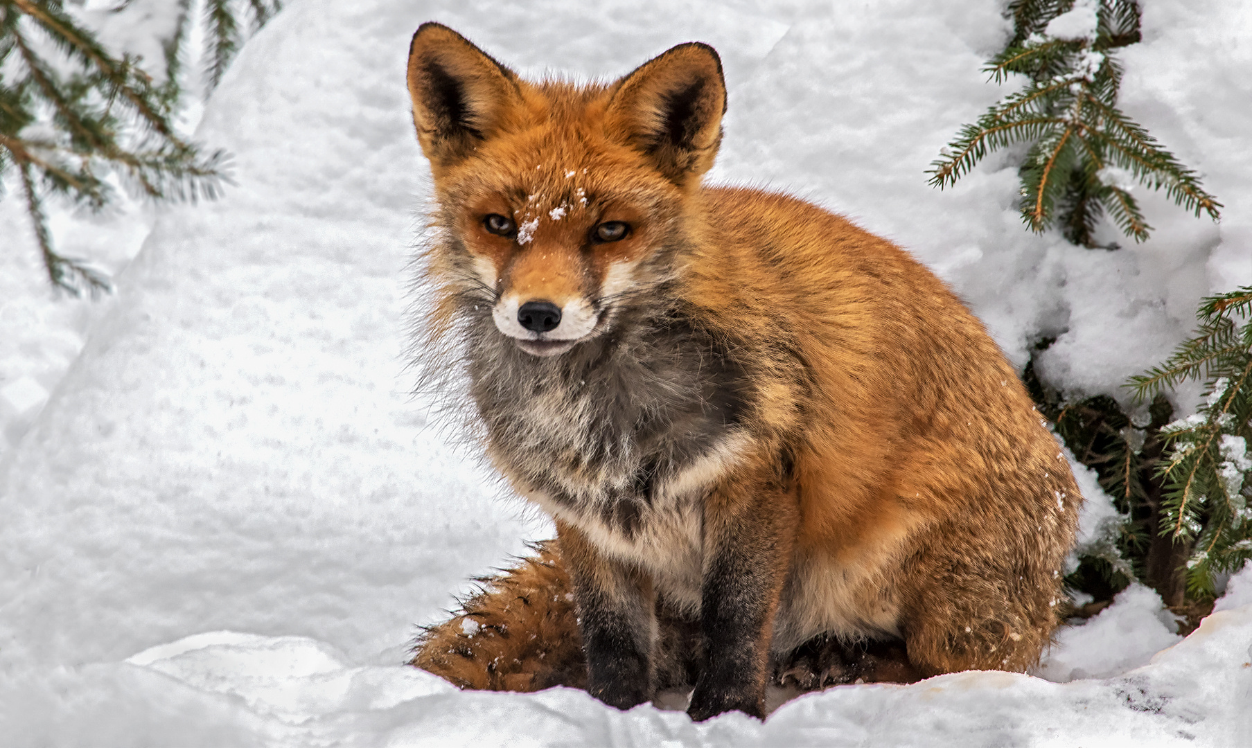 Rotfuchs im Schnee 001