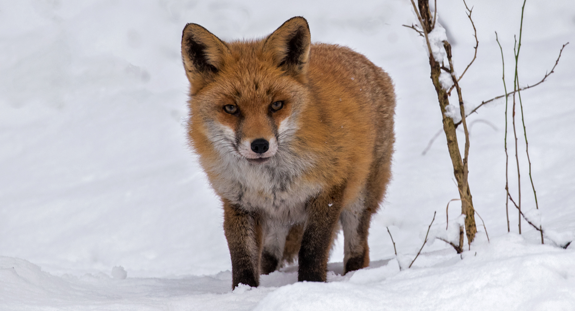 Rotfuchs im Schnee 002