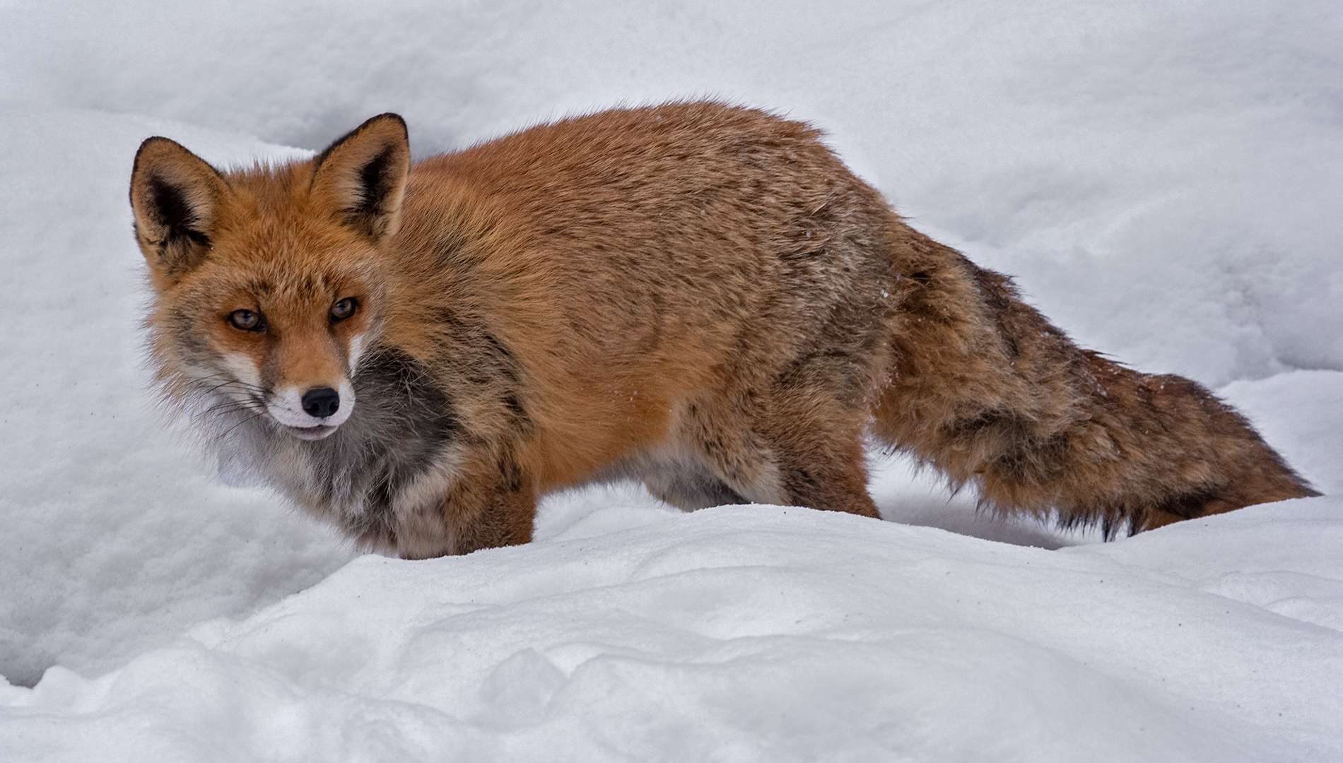 Rotfuchs im Schnee 003